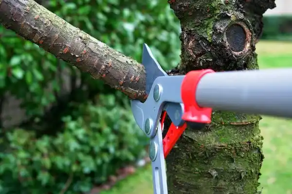 tree services South Houston